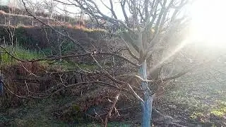 215 How to fulfill the chilling hours requirement for apple trees? #winter #applefarmer 