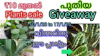 ₹10 മുതൽ plants sale and പുതിയ giveaway വിന്നറിനു മനോഹരമായ ഒരു പ്ലാന്റ്സ് ആണ് കിട്ടുന്നത് 
