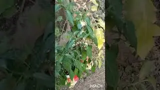 Flower/Kitchen garden update of February month ☘️🌺🌹