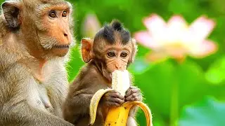 Cute little monkey eating banana 🍌🤤|Incredible Animal Intelligence #cute #monkey #viral