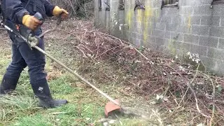 Removing BlackBerry Vines & Final Area Mulching
