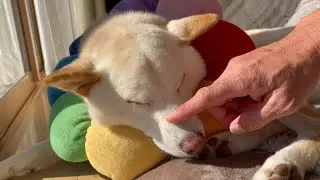 この寝顔で辛い時はいつも柴犬が隣にいて助けてくれていたと思い返せた！