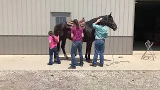 Ike- 16H Percheron/Quarter horse cross gelding