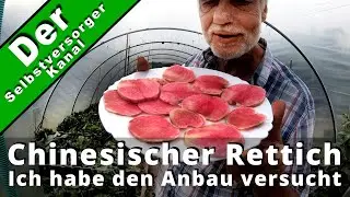 Haben Sie diese Rettichsorte schon mal versucht?