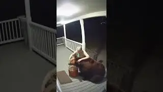 grandma feeding bear honey #cute