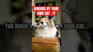 Your Cat Is Ignoring You&hellip; On Purpose