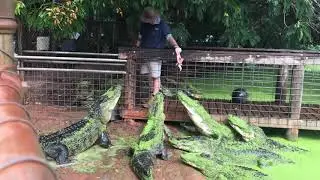 American Crocodiles in Australia!  What the!  Broome, Western Australia -  Gentle Crocs!