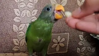 Hand feeding a baby Plum headed parakeet - Weaning 1