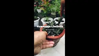 Howarthia succulent propagation #garden #plant #growermonk #plantshorts #plantpropagation #nature
