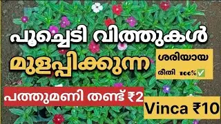 ഇത്രേം വിലക്കുറവിൽ Vinca Combo | pathumani combo #flowers #gardening #vegetables