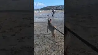 Border Terrier Gone WILD on Combe Martin Beach