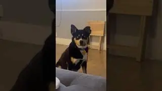 Our Husky Mix is Dramatic