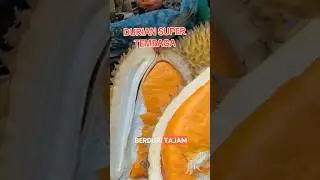 Durian Super Tembaga ‼️ Durian Premium dengan Rasa Manis Legit & Biji Kecil! #duriansupertembaga