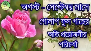অগস্ট - সেপ্টেম্বর মাসে গোলাপ ফুল গাছের অতি প্রয়োজনীয় পরিচর্যা / Rose care of mid and late monsoon