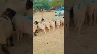 #videocall #automobile #whowillbemylifepartnerta #cowgoat #love #farmanimal #cow #ekmo