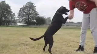 Pitbull Impossible Power Series (part 3) #dogs #pitbull