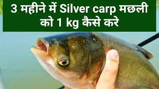 Silver carp मछली को 3 महीने में 1 kg कैसे करे || Fast growth of silver carp fish
