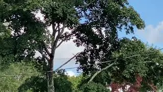 Primary high voltage cable shorts out to tree lighting it on fire and probably killing the tree