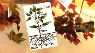 Fascinating Flora: Introduction to Plants