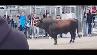 Enorme toro pedreguer alicante ganader&iacute;a coves pedreguer 