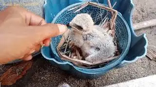 CARA RAWAT CHICK BWK | ALAP-ALAP | ELANG TIKUS | MAKANAN BWK
