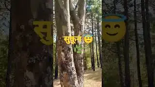 #Uttrakhand#youtubevideo #shortvideouploadyoutube #forestry #jungle#cheed