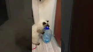 Невская маскарадная|Кошка открывает бутылку с водой|#bestcat#meow#beautifulcat#catsofworld#cute