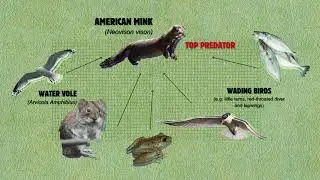 Introduced Species- The American Mink