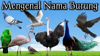Mengenal Nama Burung | Bird | hewan | binatang
