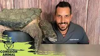 Tortuga Caimán | Sus cuidados básicos como mascota exótica.