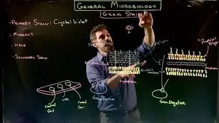 How the Gram Stain Works