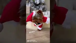 My Dog Is Ready For Christmas! 🎄🐶&hearts;️ Santa Dog Costume #christmas #doglover #cutedog #yorkie