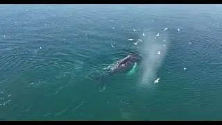 Disko Bay Greenland humpback whale surfacing, from the air