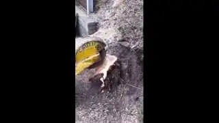 Kent stump removal start to finish