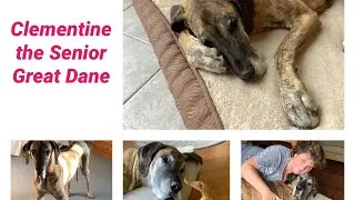 Clementine the senior Great Dane and her eating routine
