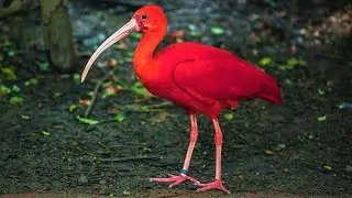 10 Most Beautiful Red Birds in the World