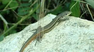 Algerijnse zandloper/Large Psammodromus (Psammodromus algirus) juvenile