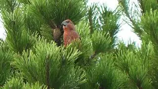Parrot Crossbill, Lerwick, Shetland 10th October 2017
