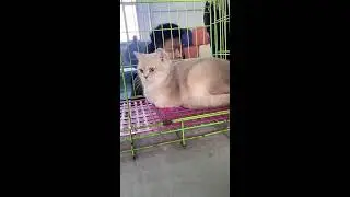 Chaotic Cat Market Livestream | First-Person Kitten Viewing | Heavy Ambient Noise