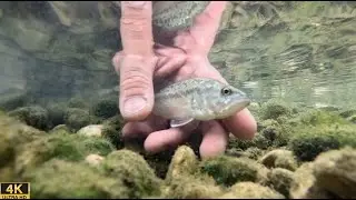 Crescent Bend Nature Park | South Texas Creek Bass