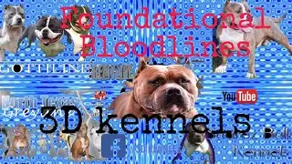 American Bully Bloodlines
