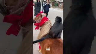 Фестивальные развлечения в Шанхайском парке диких животных
