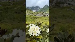 Рододендрон и горы 😍 #озеромзы #походывабхазию #турыпоабхазии