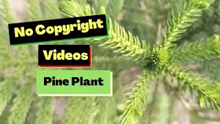 Pine Tree Slomo Video|No Copyright Videos|Royalty Free Videos|Inoesis