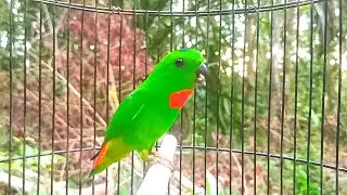 Suara Pikat Serindit Merayu Lawan // Pikat Serindit Gaya Singa Bikin Lawan EMOSI