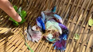 Unique Catching A Lot Crowntail Betta Double Tail, Half Sun Spadetail and Cute Turtles So Amazing