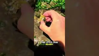 Catching Octopus With Bare Hands #shorts