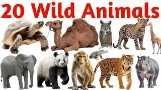 wild animals, animal names for kids, Jungle animals, lion tiger elephant, kids learning animals