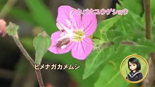 30秒の心象風景31203・小さなカメムシ～アカバナユウゲショウに～