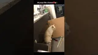 #He poops like a human#viral #catlover #petloversunite #catdiet #cat #funny #catdiet#catlover #viral